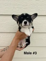 Jack - male 3, a male Pembroke Welsh Corgi for sale in Live Oak, CA – 3 of 4