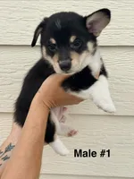 Max - male 1, a male Pembroke Welsh Corgi for sale in Live Oak, CA – 3 of 4