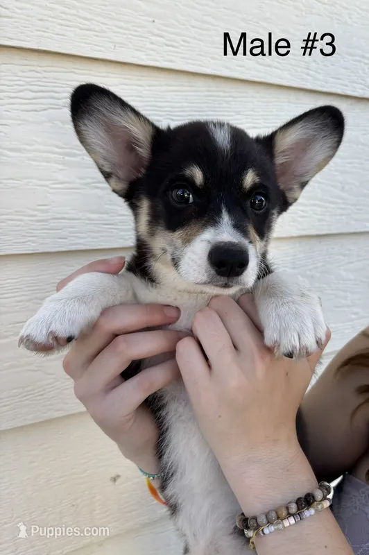 Jack - male 3 – Pembroke Welsh Corgi puppy for sale in Live Oak, CA