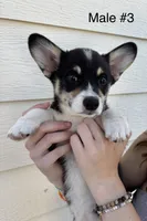 Jack - male 3, a male Pembroke Welsh Corgi for sale in Live Oak, CA – 1 of 4