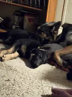 Purple , a male German Shepherd Dog for sale in Campbellsburg, KY – Photo 3 of 3