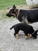 Purple , a male German Shepherd Dog for sale in Campbellsburg, KY – Photo 2 of 3