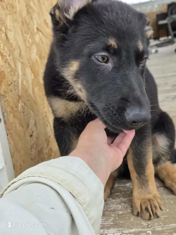 Purple  – German Shepherd Dog puppy for sale in Campbellsburg, KY