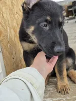 Purple , a male German Shepherd Dog for sale in Campbellsburg, KY – Photo 1 of 3
