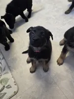 Red collar , a female German Shepherd Dog for sale in Campbellsburg, KY – Photo 1 of 2