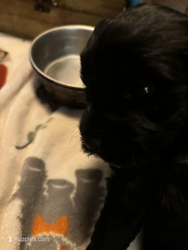 Suzy – Yorkipoo puppy for sale in Grand Junction, IA