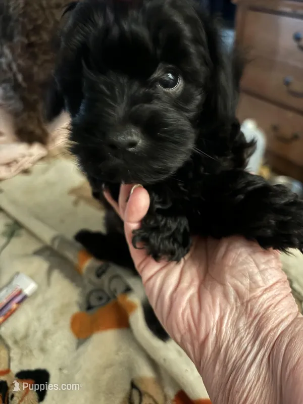 Suzy – Yorkipoo puppy for sale in Grand Junction, IA