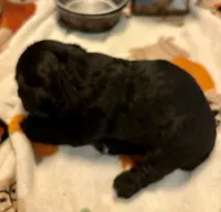 Suzy, a female Yorkipoo for sale in Grand Junction, IA – Photo 2 of 2