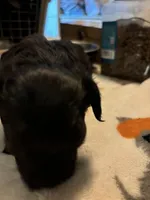 Hiedi , a female Yorkipoo for sale in Grand Junction, IA – Photo 2 of 2