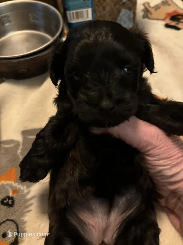 Hiedi  – Yorkipoo puppy for sale in Grand Junction, IA