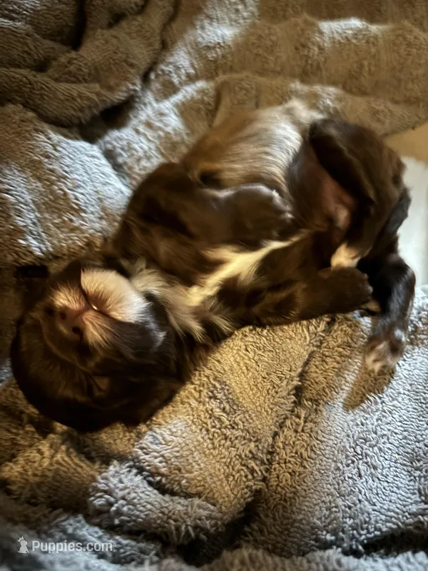 Peanut – Maltipoo puppy for sale in Grand Junction, IA