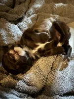 Peanut, a male Maltipoo for sale in Grand Junction, IA – Photo 1 of 2