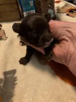 Peanut, a male Maltipoo for sale in Grand Junction, IA – Photo 2 of 2