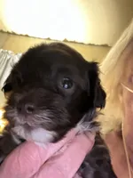 Peanut, a male Maltipoo for sale in Grand Junction, IA – 1 of 3