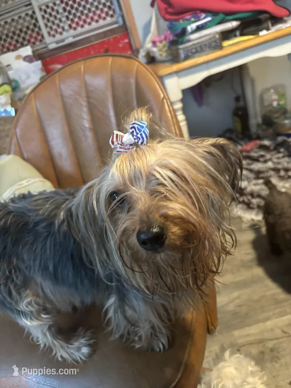Josie, a  Yorkipoo for sale in Grand Junction, IA – Photo 1 of 1