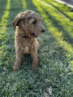 Champion, a male Goldendoodle for sale in Grand Terrace, CA – 4 of 6