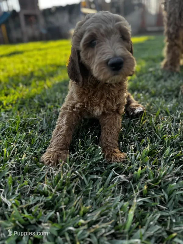 Champion – Goldendoodle puppy for sale in Grand Terrace, CA