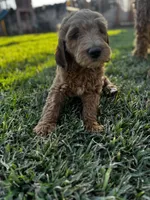 Champion, a male Goldendoodle for sale in Grand Terrace, CA – 1 of 6