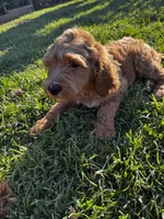 Champion, a male Goldendoodle for sale in Grand Terrace, CA – 5 of 6