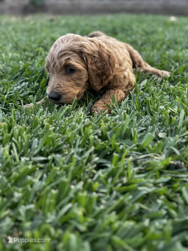 Champion – Goldendoodle puppy for sale in Grand Terrace, CA