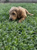 Champion, a male Goldendoodle for sale in Grand Terrace, CA – Photo 1 of 3