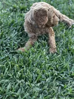 Champion, a male Goldendoodle for sale in Grand Terrace, CA – Photo 3 of 3