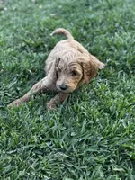 Champion, a male Goldendoodle for sale in Grand Terrace, CA – Photo 2 of 3