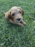 Stormi , a male Goldendoodle for sale in Grand Terrace, CA – Photo 4 of 4