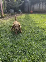 Stormi , a male Goldendoodle for sale in Grand Terrace, CA – Photo 2 of 4