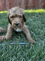 Stormi , a male Goldendoodle for sale in Grand Terrace, CA – 8 of 9