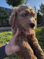 Stormi , a male Goldendoodle for sale in Grand Terrace, CA – 7 of 9