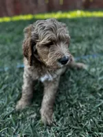 Stormi , a male Goldendoodle for sale in Grand Terrace, CA – 6 of 9