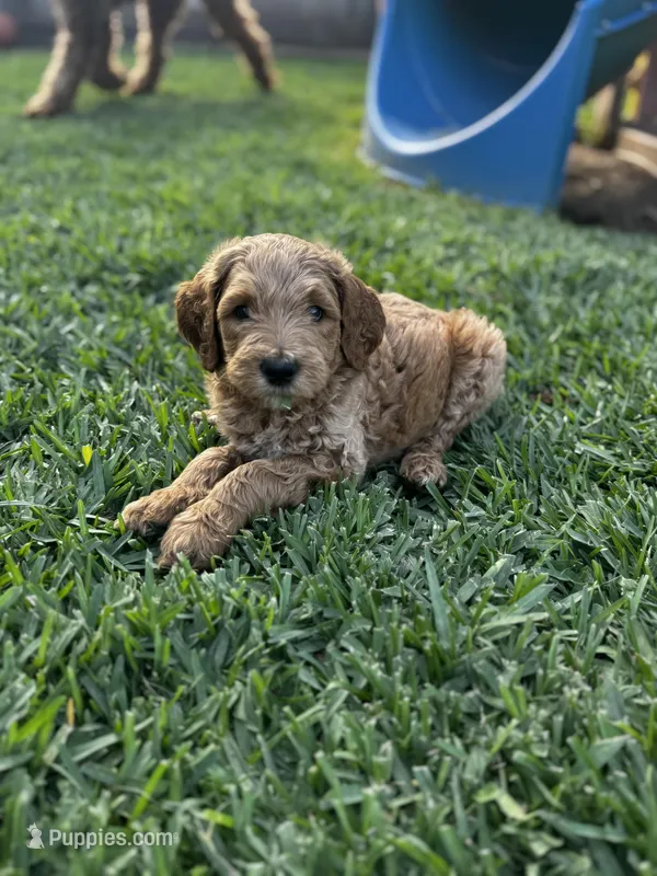 Stormi  – Goldendoodle puppy for sale in Grand Terrace, CA