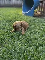 Stormi , a male Goldendoodle for sale in Grand Terrace, CA – Photo 3 of 4