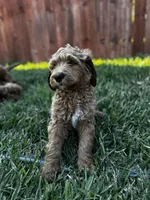 Stormi , a male Goldendoodle for sale in Grand Terrace, CA – 9 of 9