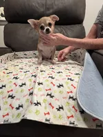 Casper Apple head LH , a male Chihuahua for sale in Okmulgee, OK – Photo 7 of 9