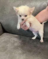 Casper Apple head LH , a male Chihuahua for sale in Okmulgee, OK – Photo 6 of 9