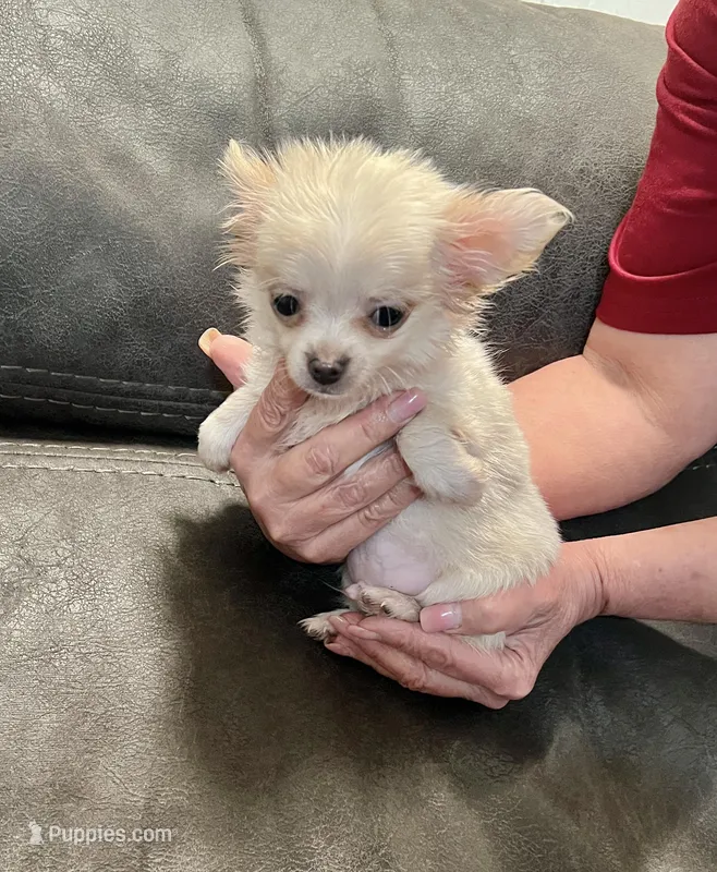 Casper Apple head LH  – Chihuahua puppy for sale in Okmulgee, OK