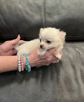 Casper Apple head LH , a male Chihuahua for sale in Okmulgee, OK – Photo 4 of 9