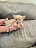 Casper Apple head LH , a male Chihuahua for sale in Okmulgee, OK – Photo 9 of 9