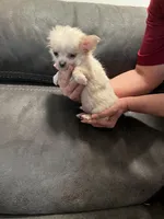 Casper Apple head LH , a male Chihuahua for sale in Okmulgee, OK – Photo 8 of 9