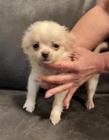 Casper Apple head LH , a male Chihuahua for sale in Okmulgee, OK – Photo 5 of 9