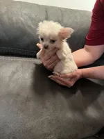 Casper Apple head LH , a male Chihuahua for sale in Okmulgee, OK – Photo 2 of 9