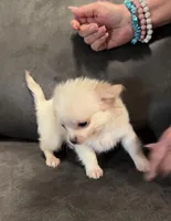 Casper Apple head LH , a male Chihuahua for sale in Okmulgee, OK – Photo 3 of 9