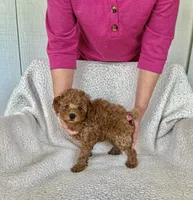 AKC red female 2 , a female Poodle - Toy  for sale in Okmulgee, OK – 4 of 8