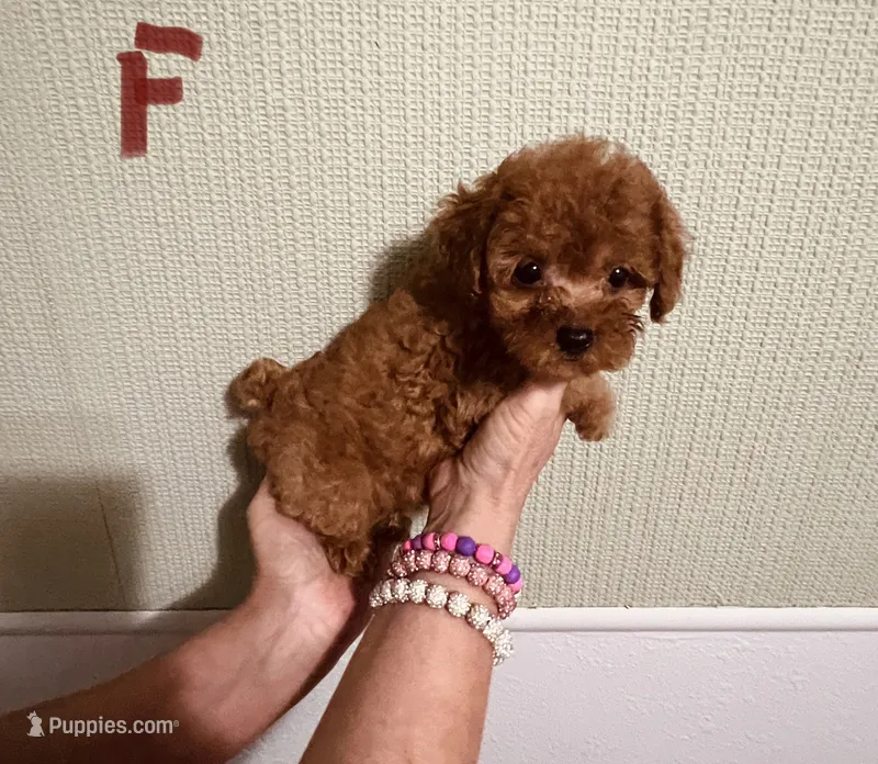 AKC Red Reba pending – Poodle - Toy  puppy for sale in Okmulgee, OK