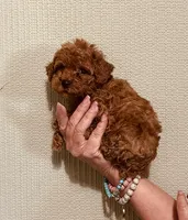 AKC IMPORT BLOODLINE , a male Poodle - Toy  for sale in Okmulgee, OK – 3 of 5