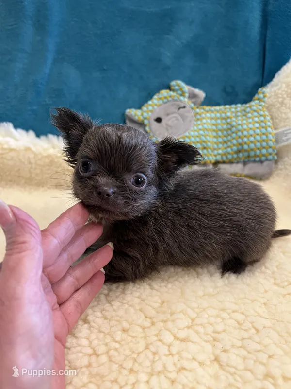 AKC CH line blue Girl