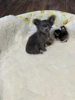 AKC CH line blue Pending , a female Chihuahua for sale in Okmulgee, OK – Photo 1 of 10