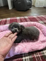 AKC CH line blue Pending , a female Chihuahua for sale in Okmulgee, OK – Photo 10 of 10